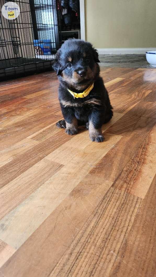 Photo of ROTTWEILER PUPPIES