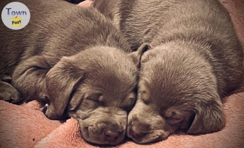 Photo of Silver/Chocolate labs