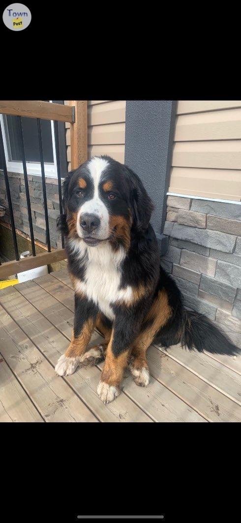 Photo of Bernese Mnt Dog Stud 