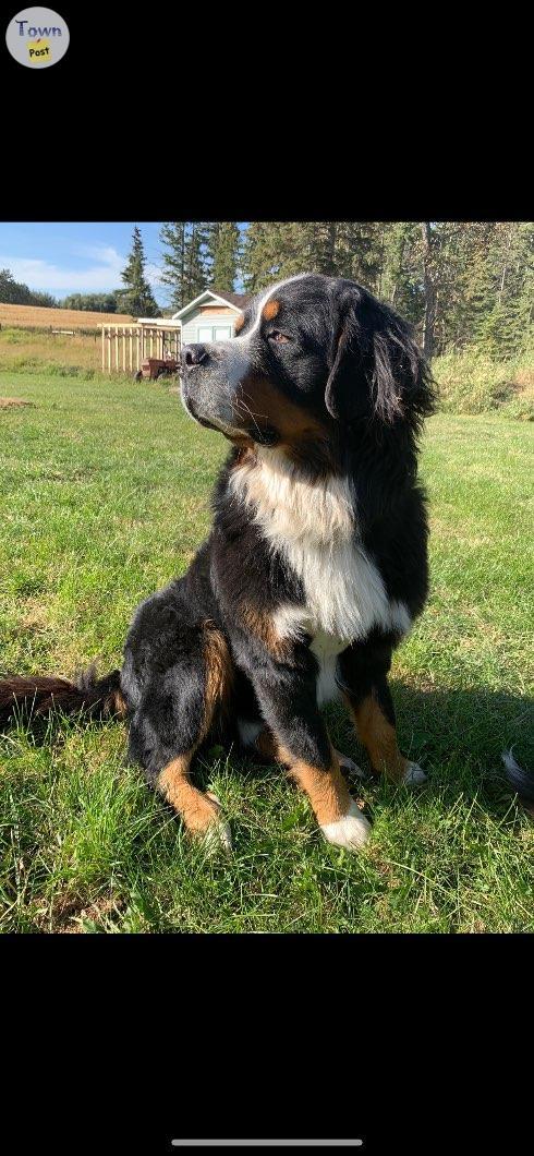 Photo of Bernese Mnt Dog Stud 