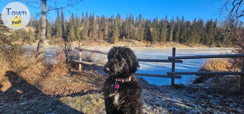 Photo of 6 month old Bermadoodle