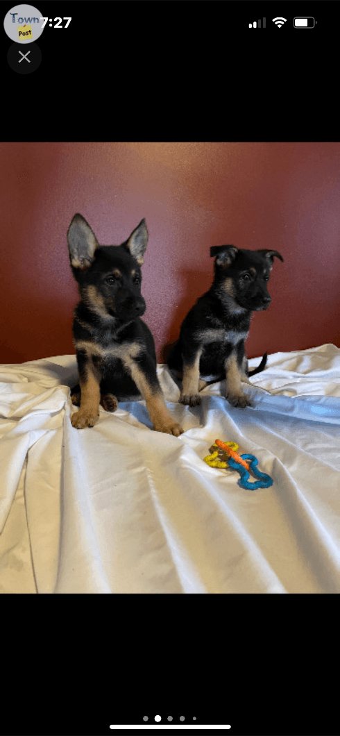 Photo of 4 month old purebred German shepherd puppies 