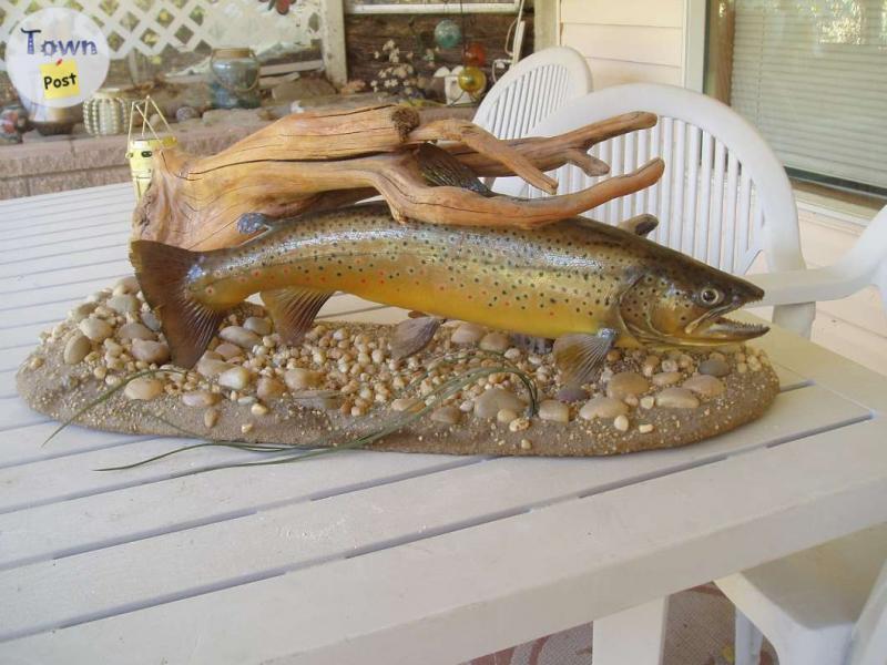 Photo of Brown trout mount