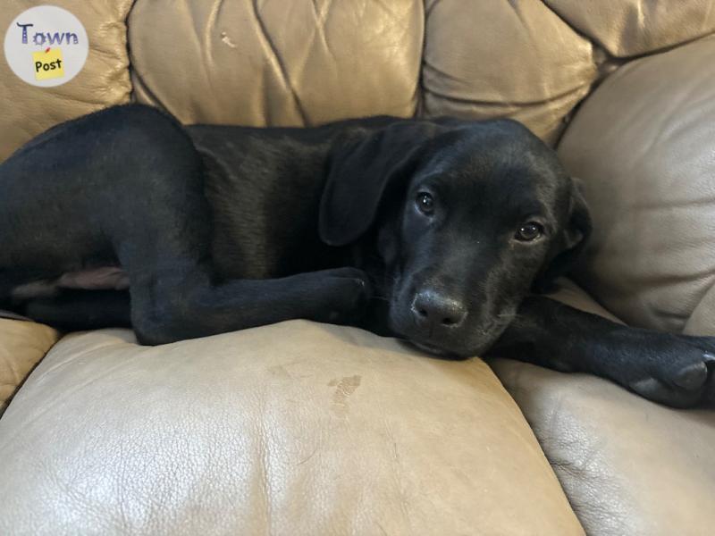 Photo of Mastador puppies for sale