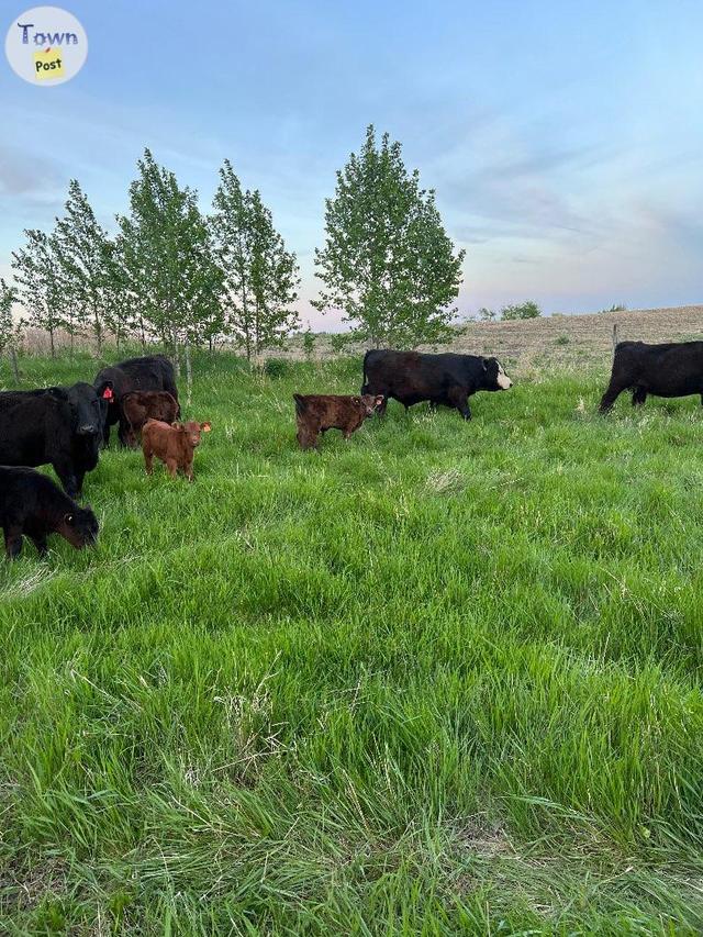 Photo of ISO Bred Cows with pasture 