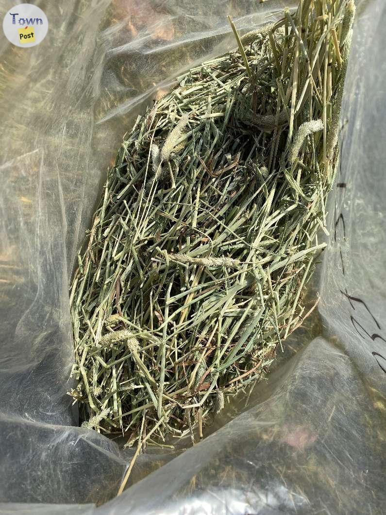 Photo of Small Bags of Timothy Hay