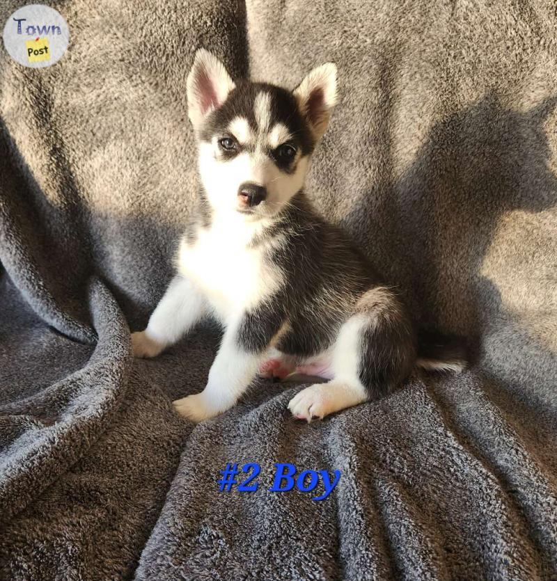 Photo of Siberian Husky Puppies - Rare Sable Huskies