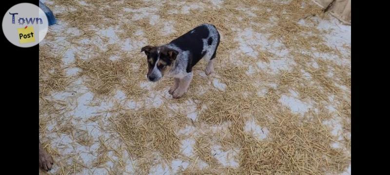 Photo of Blue heeler puppies