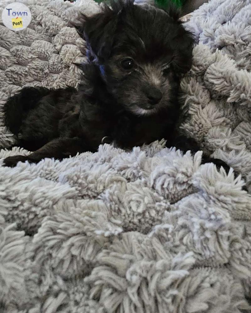 Photo of Havanese cross