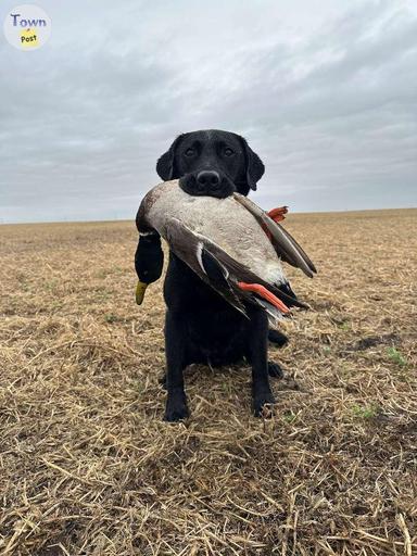 Photo of CKC Black Lab Stud - 1