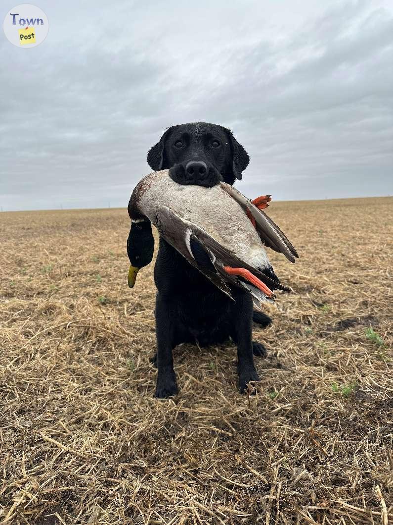 Photo of CKC Black Lab Stud