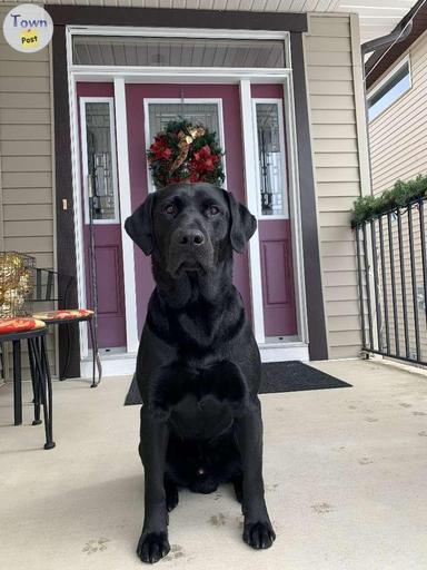 Photo of CKC Black Lab Stud - 2