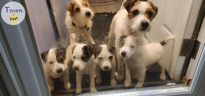 Photo of Pure bred Jack Russell Terrier puppies