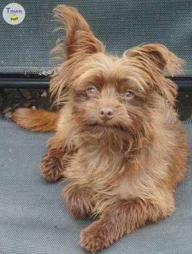 Photo of Shitzu/Yorkie petite chocolate male