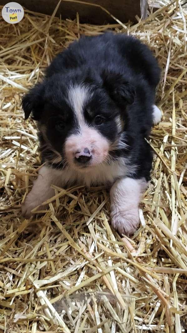 Photo of Purebred border collie puppies 