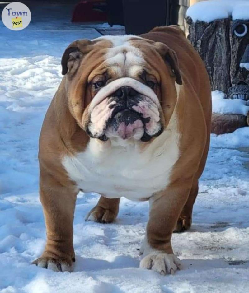 Photo of Standard English Bulldogs