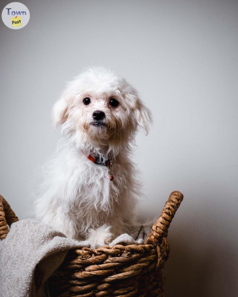 Photo of Maltipoo female 