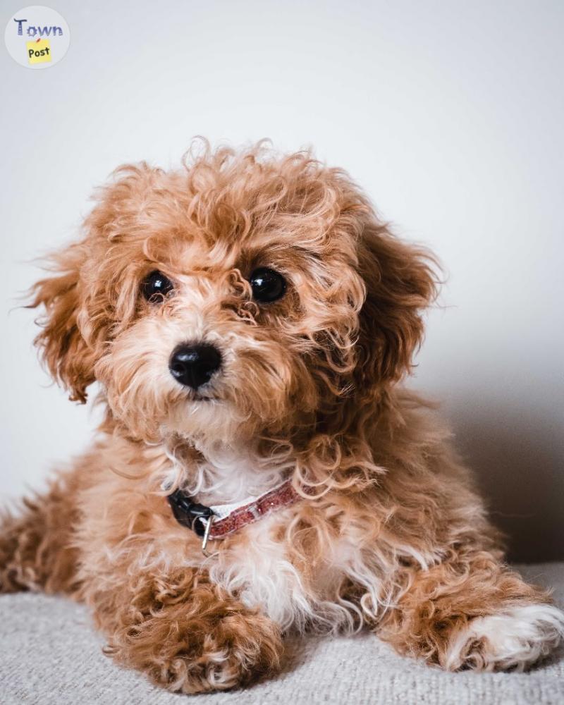 Photo of Cavapoo Female 