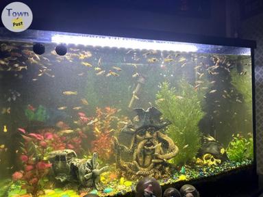 Photo of Fishies - 1