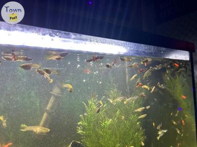 Photo of Fishies - 2