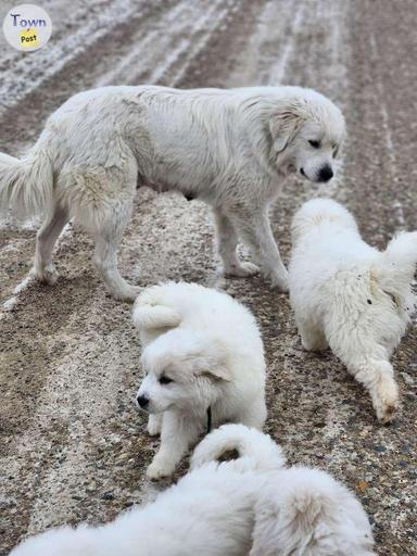 Photo of Great Pyrenees  - 1