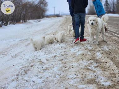 Photo of Great Pyrenees  - 2