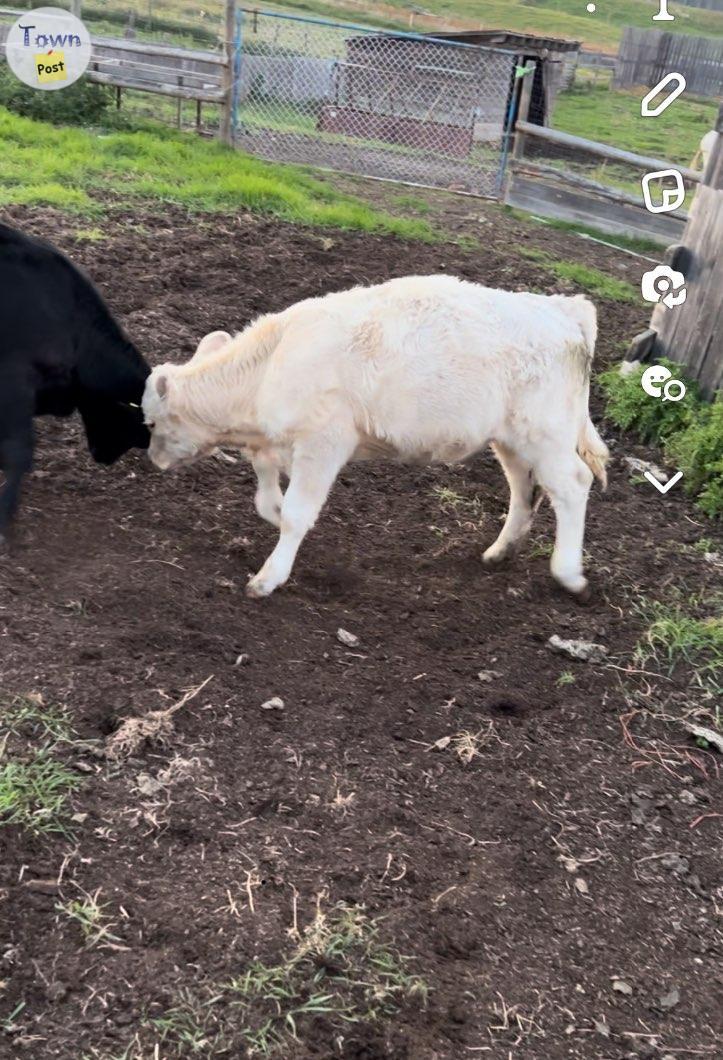 Photo of Charolais heifer