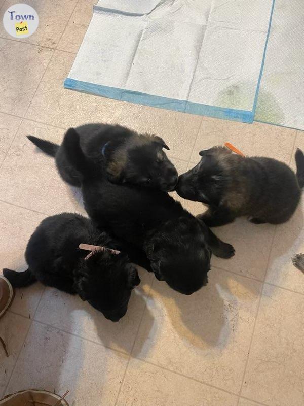 Photo of Golden retriever/husky puppies