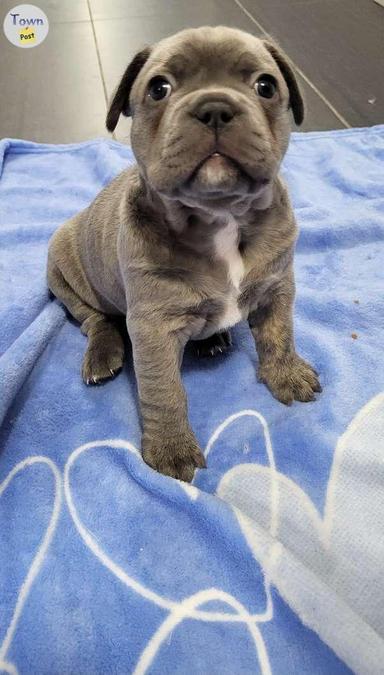 Photo of Frenchie Puppies - 2