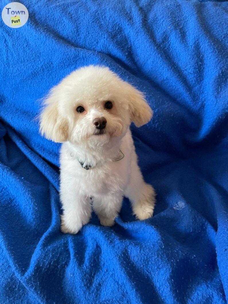 Photo of Toy poodle studmuffin for service NOT sale 