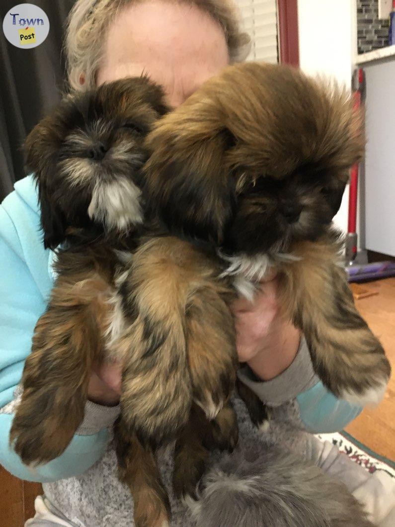 Photo of Amazing Shih Tzu puppies 