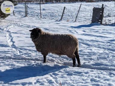 Photo of BLACK BREEDING RAM - 2