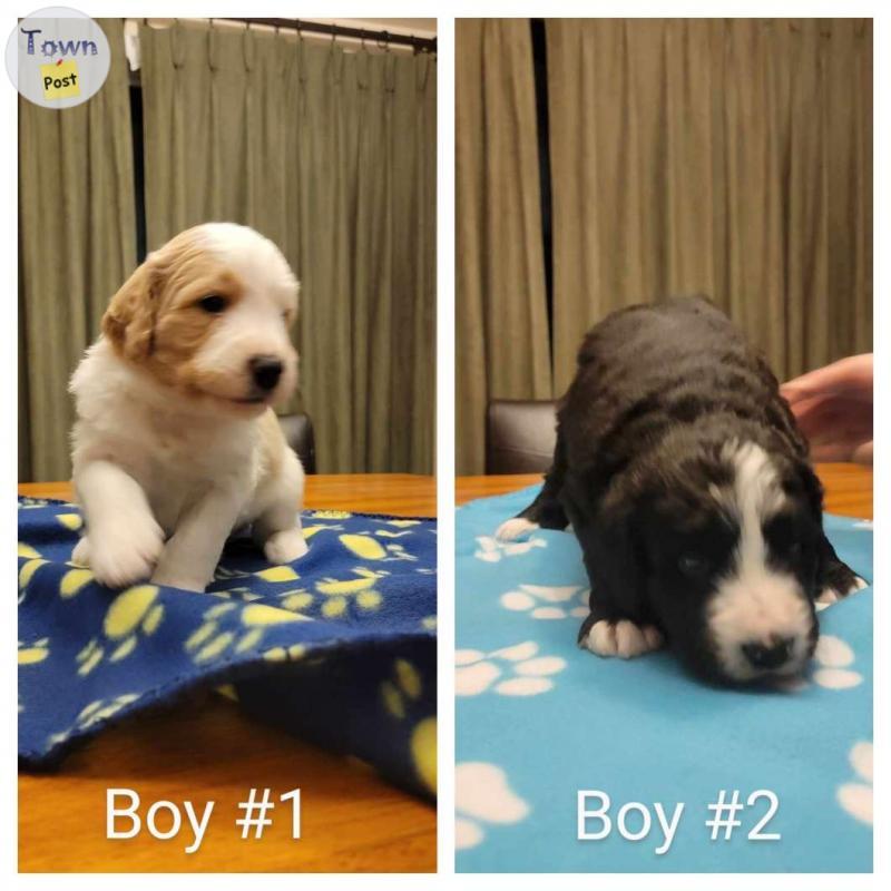 Photo of Berendoodle puppies for sale