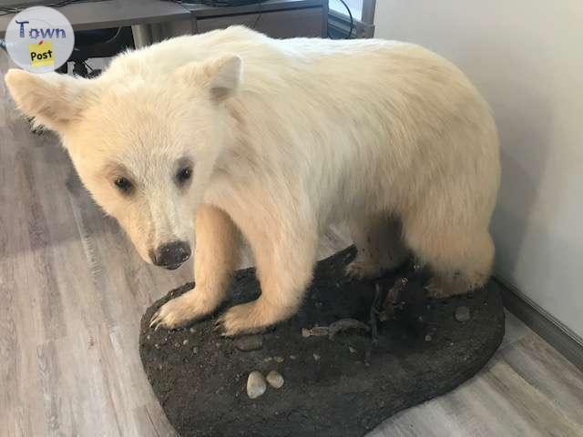 Photo of Blond Black Bear