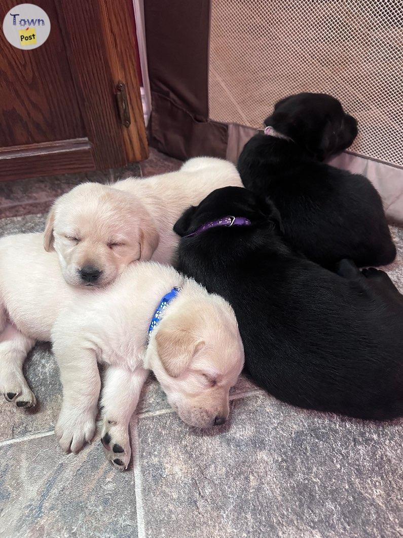 Photo of Purebred CKC registered Labrador Retriever puppies