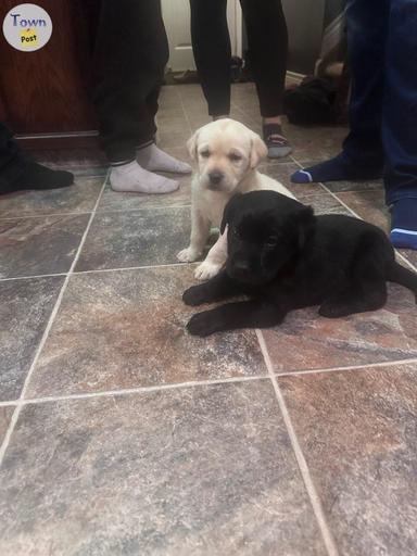 Photo of Purebred CKC registered Labrador Retriever puppies - 2