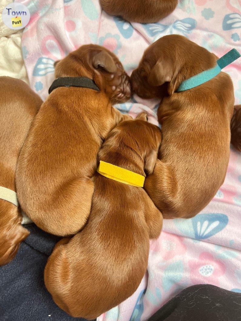 Photo of Irish Setter Puppies