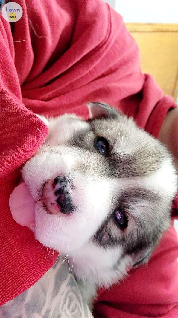 Photo of Husky puppies for sale!