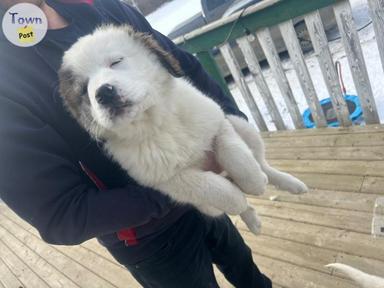 Photo of Great Pyrenees cross puppies LGD - 1