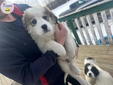 Photo of Great Pyrenees cross puppies LGD - 2