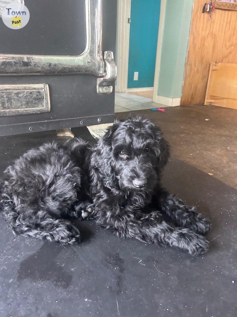 Photo of Red standard poodle /aussie doodles 