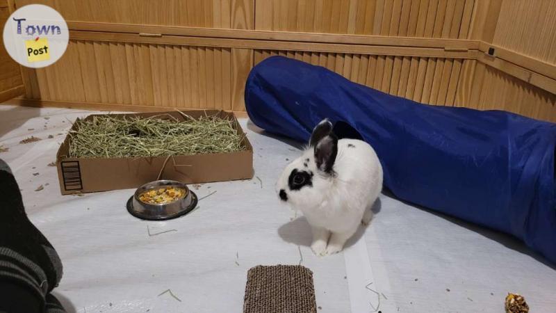 Photo of Bunny for rehoming