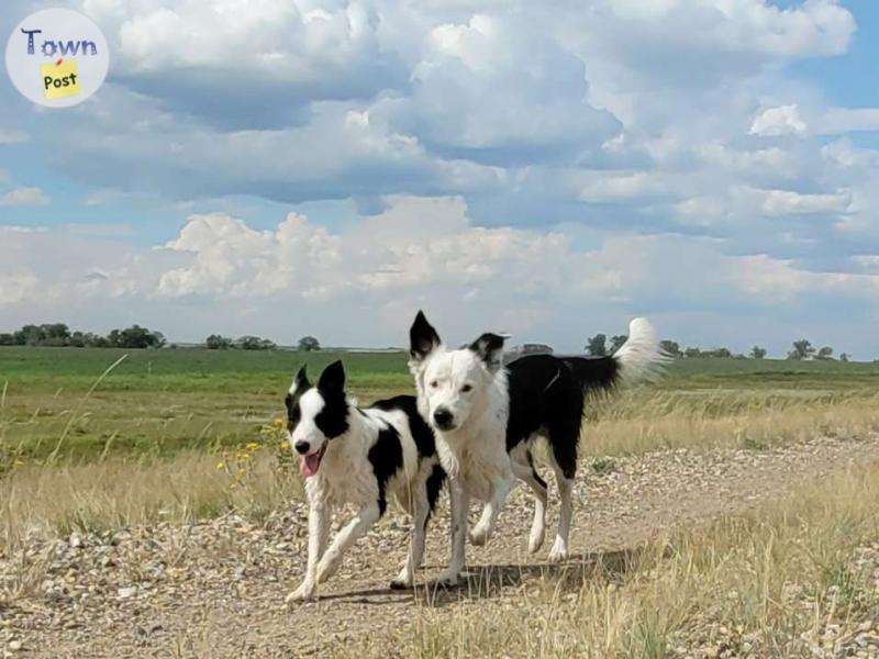 Photo of Proven Pure Bred Piebald Border Collie Stud