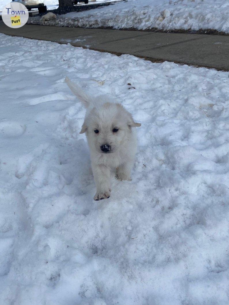 Photo of Golden Pyrenees puppies 