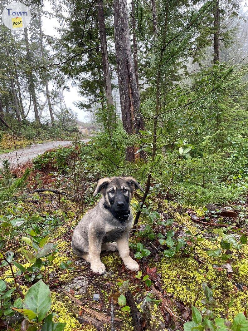 Photo of Shepherd cross puppy 