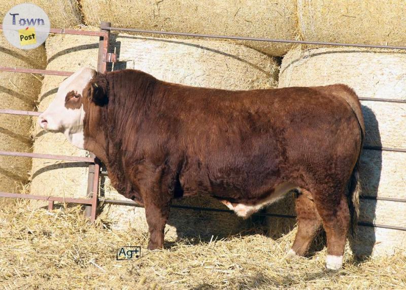 Photo of Yearling Simmental Bulls For Sale