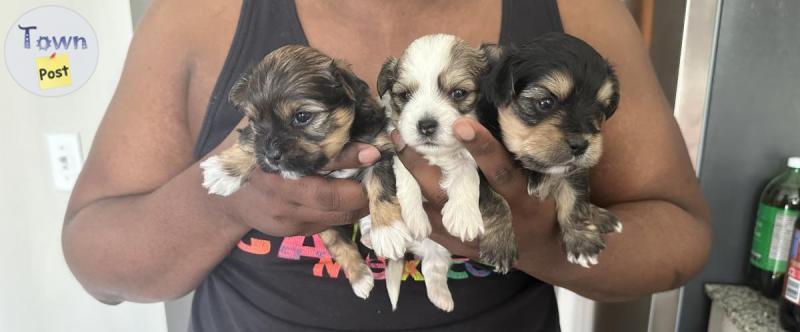 Photo of Beautiful Morkies for Sale! 