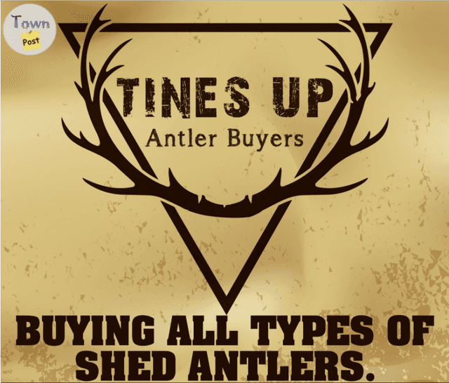 Photo of Wanted: Buying all types of SHED ANTLERS!!!!