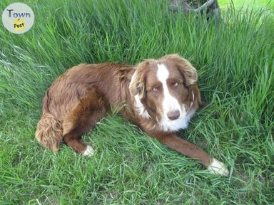 Photo of Australian Shepherd puppies coming litter April 2024 - 1