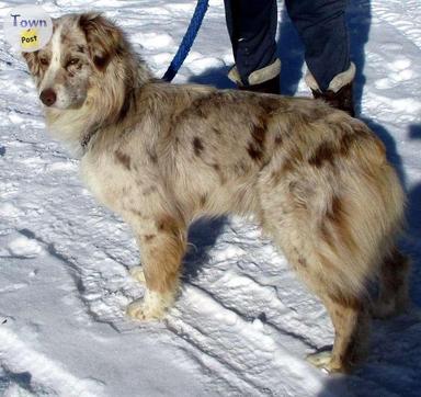 Photo of Australian Shepherd puppies coming litter April 2024 - 2